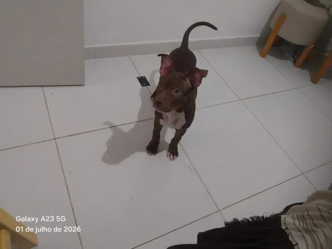 Cadela filhote de pit monster 