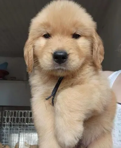 Golden retriever seu filhotinho dourado
