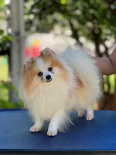 Spitz Alemão Macho Adulto