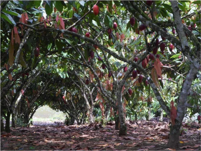 Fazenda Centenária Uruçuca 648ha Produtiva Estrutura Cacau. Oportunidade.