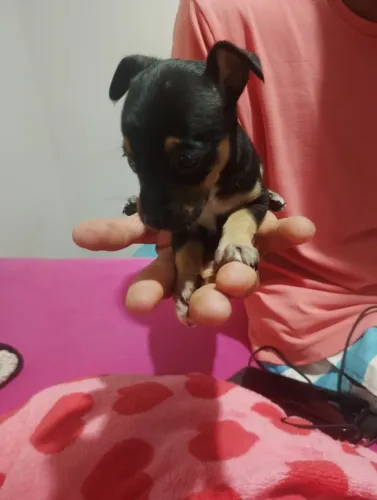 Pincher 0 macho