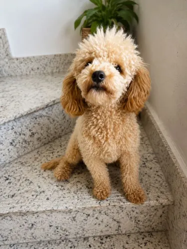 Poodle toy macho