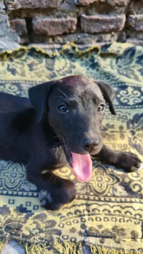 Cachorrinha para doação Amora