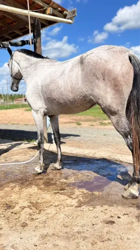 Égua mangalarga