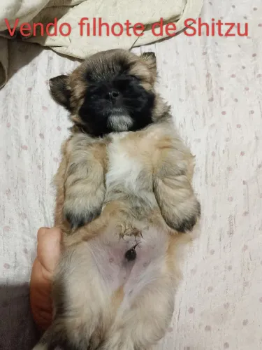 Vendo filhote de Shitzu Macho 