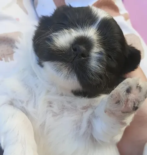 Filhote de shihtzu