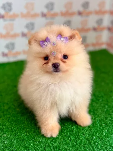 Spitz Alemão fêmea 