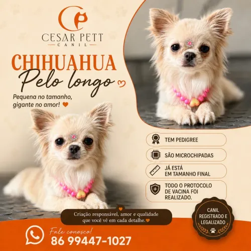 Chihuahua pelo lango (fêmea) disponível