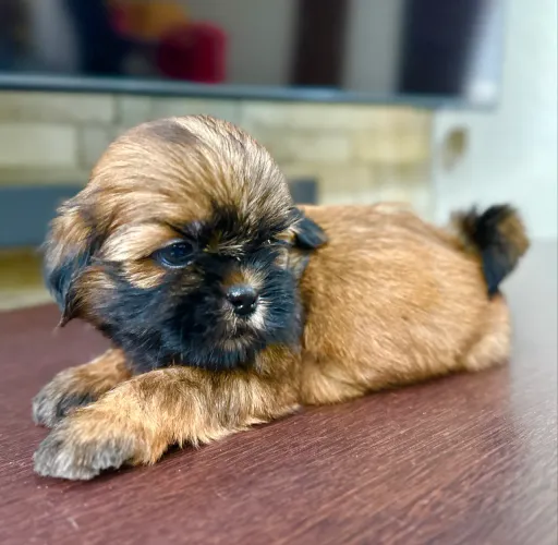 SHIHTZU FILHOTE MACHO - ACEITO CARTÃO
