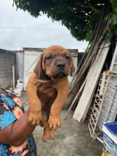 Filhotes de Fila brasileiro com rottweiler 