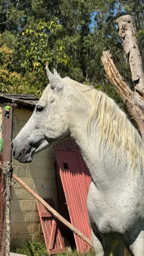Cavalo Tordilho