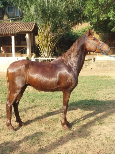 Cavalo mangalarga marchador pg parcelas