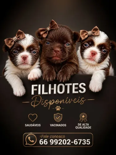 Shih Tzu fêmea