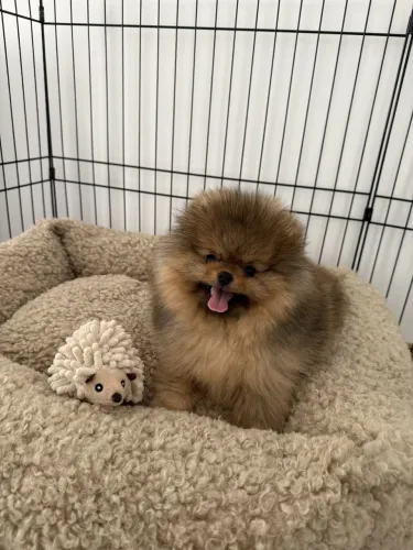 Filhotes De Spitz Alemão - Venha Conhecer O Rabinho Mais Felizes Da Cidade