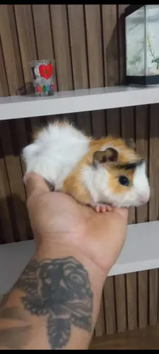 Filhotes porquinho da índia