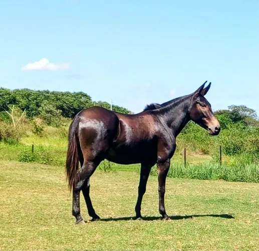 Burro pronto pra pessoas exigentes