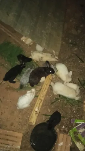Coelhos