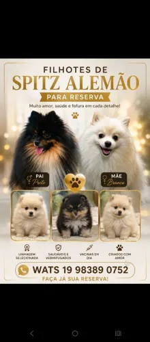 FILHOTES DE SPITZ ALEMÃO PRA RESERVA PIRACICABA 2 MACHOS 2 FEMEAS LINDOS 