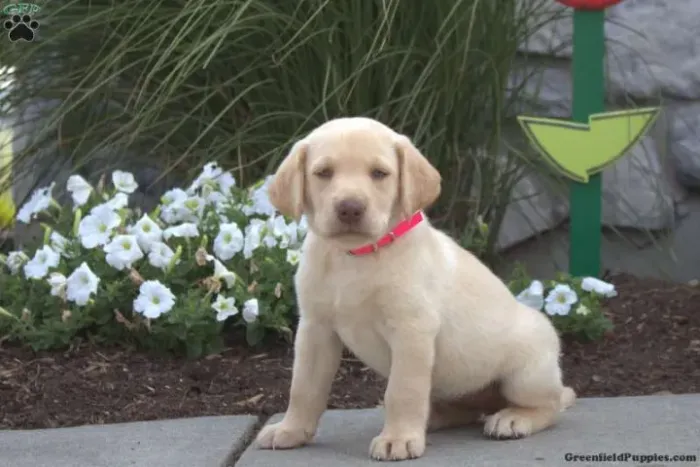 ?Filhotes de Labrador prontos para novo lar?