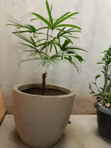 Vaso de planta com Ráfia