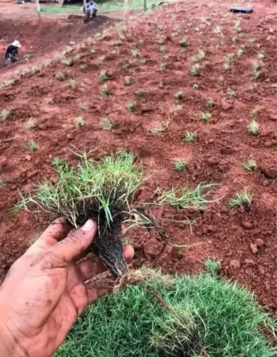 Grama São Carlos Ideal Para Casas e Chácaras