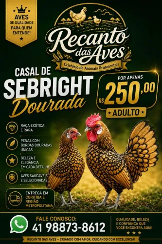 Sebright Dourada casal