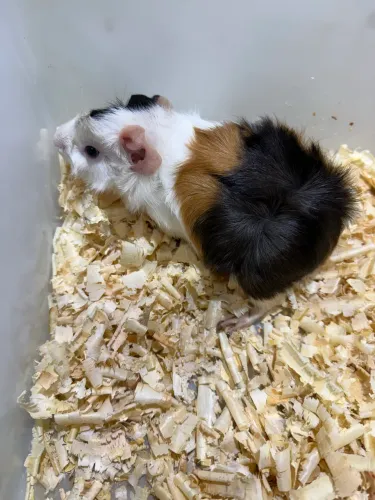 Porquinho da Índia Abissínio filhotes