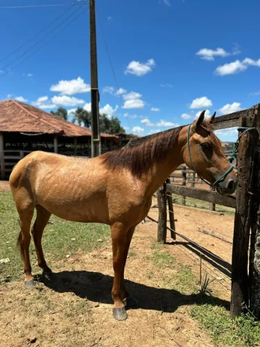 Cavalo novo e ligeiro.