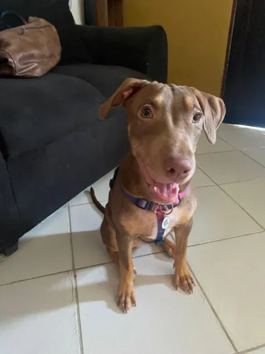 PITBULL FILHOTE - 6 MESES 