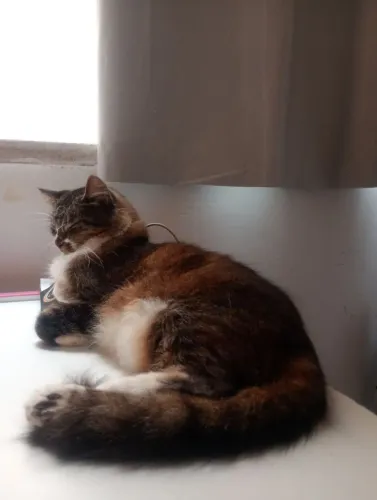 Gata castrada pra adoção responsável!
