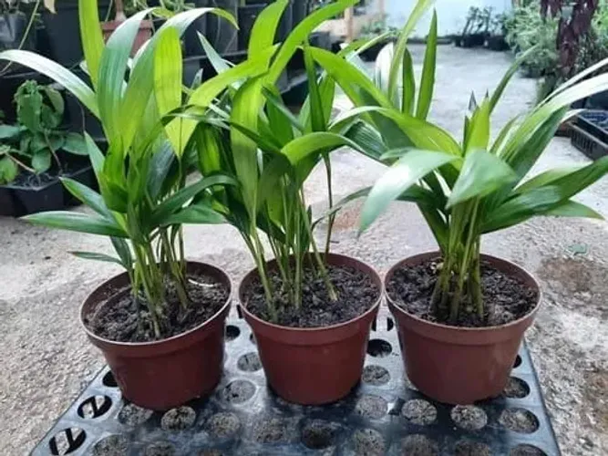 Mudas Areca-bambu 