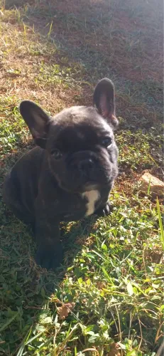Cachorro 
