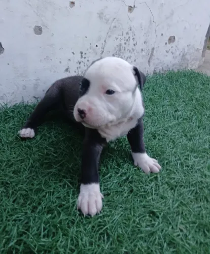 American Bully