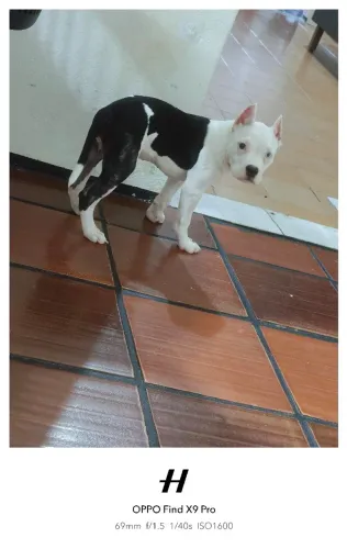 Américan bolly pocket 2 meses e meio