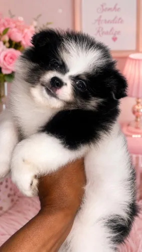 Spitz femea tricolor 