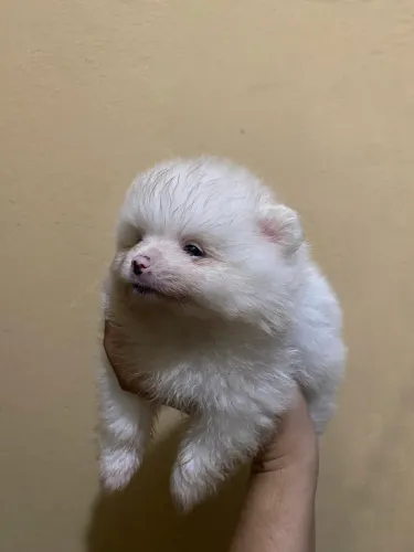 LULU DA POMERANIA FÊMEA