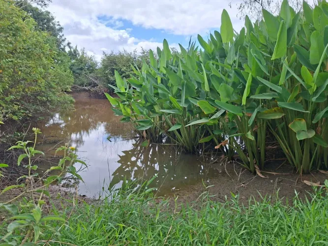 Sitio situado em Guaiuba/Ce. com terreno de 48 x 80 de fundos , com 1 açude pro
