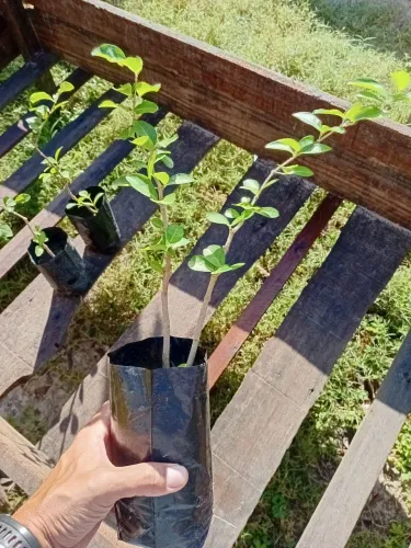 Mudas de Acerola (Gigante)