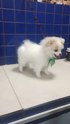 Vendo uma Lulu da Pomeranea