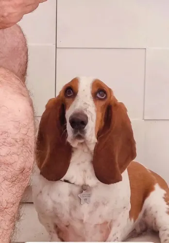 HOUND BASSET PARA O DIA DAS CRIANÇAS