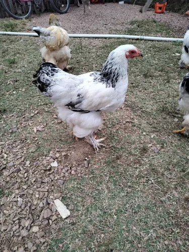 Frangos Brahma Light