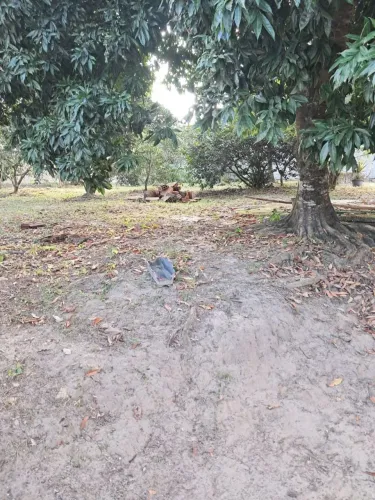 Vendo mini sítio em São Joaquim - Itaboraí