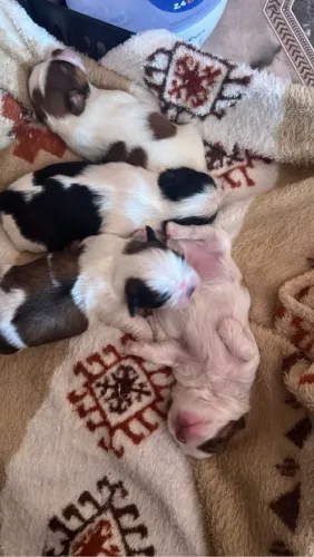 filhotes de shih tzu, tem um com chocolate e com fígado