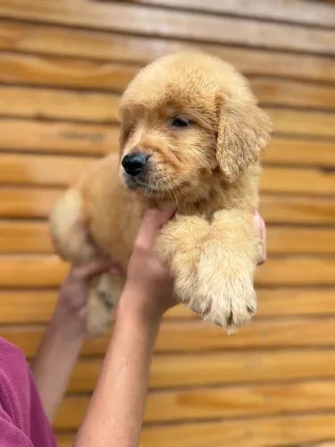 Golden retriever cheio de saúde e amor para dar