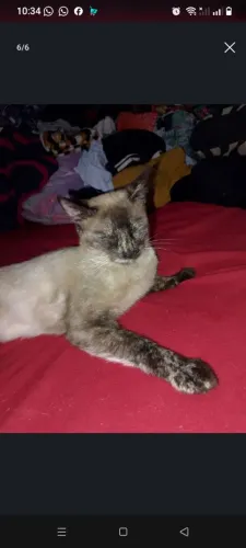 Doação gatos fêmeas siamês 