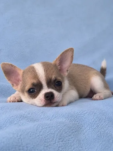 Chihuahua Macho PC