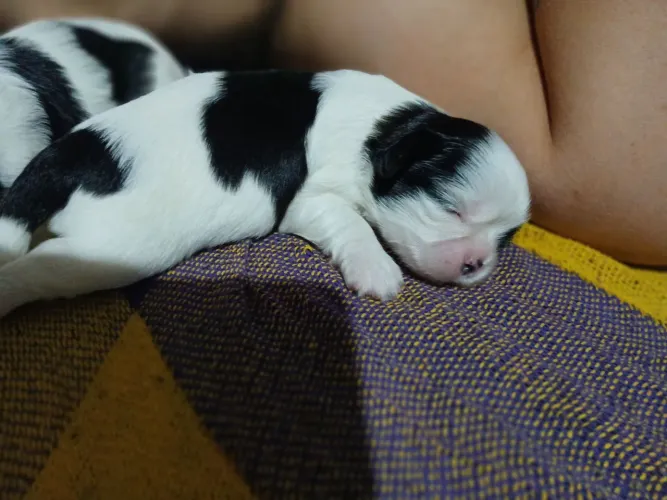 Shih tzu macho
