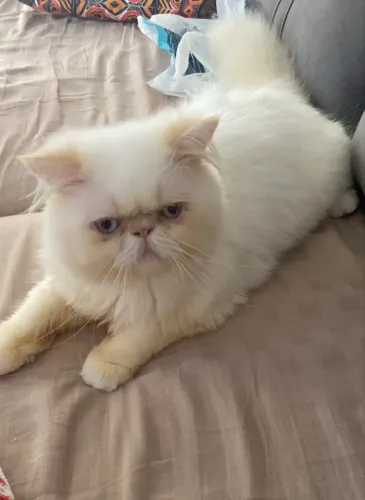 Doação de gato persa