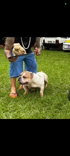 América Bully 