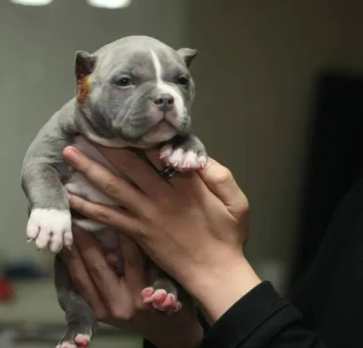 American Bully - Um Encanto De Quatro Patas Disponível Agora